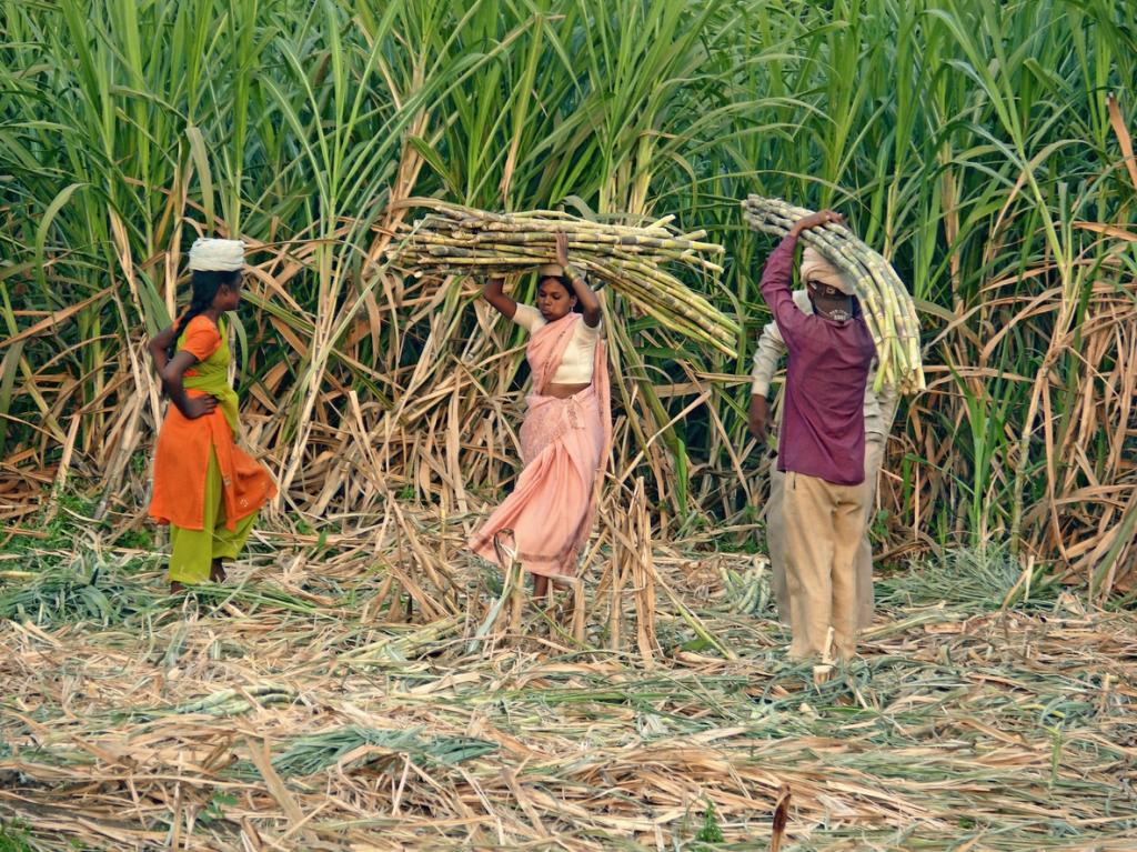 Read about a very interesting type of marriage called 'gate-cane weddings'?

In Marathwada, Maharashtra, there are frequent droughts and people often lose their jobs. Many locals go to work as sugarcane cutters in other areas during these tough times. But because of this, child…