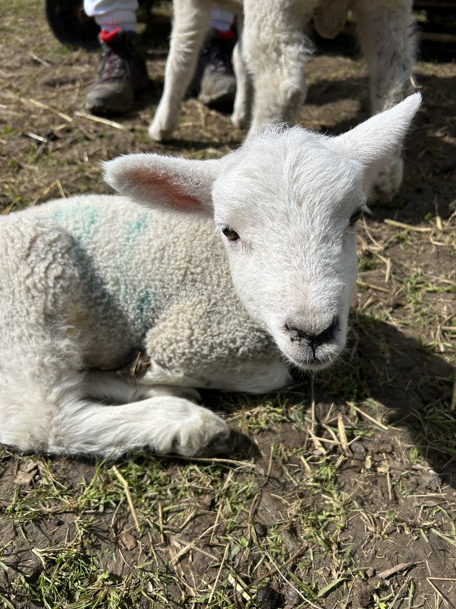 AmberstoneAR tweet media