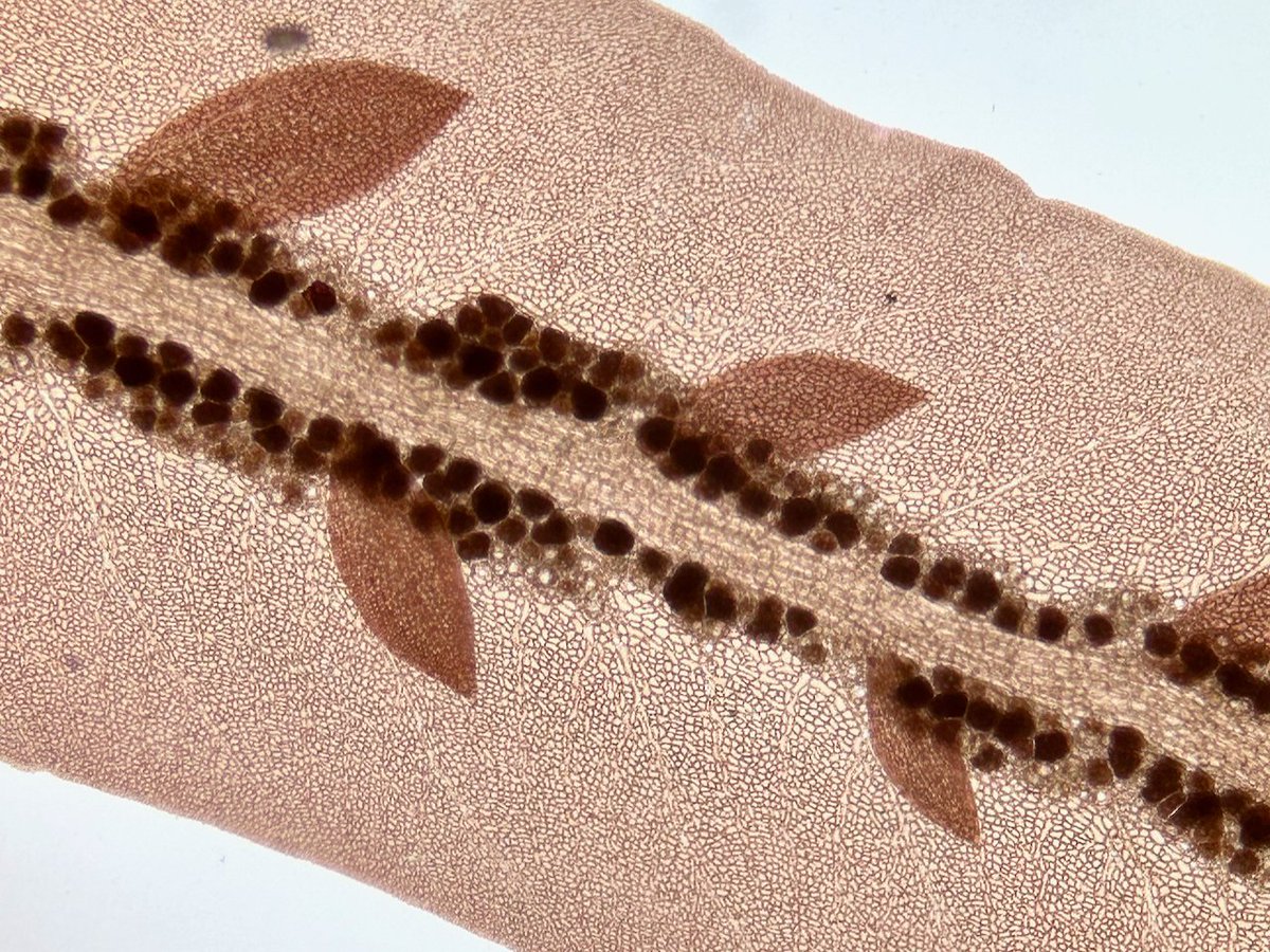 Our Observation of the Day is this Winged Rib #seaweed (Cumathamnion decipiens), seen in #Canada by wilfredj! This one was seen later in the season than usual, and its sporangia can be seen in the second photo. More details at: inaturalist.org/observations/2…