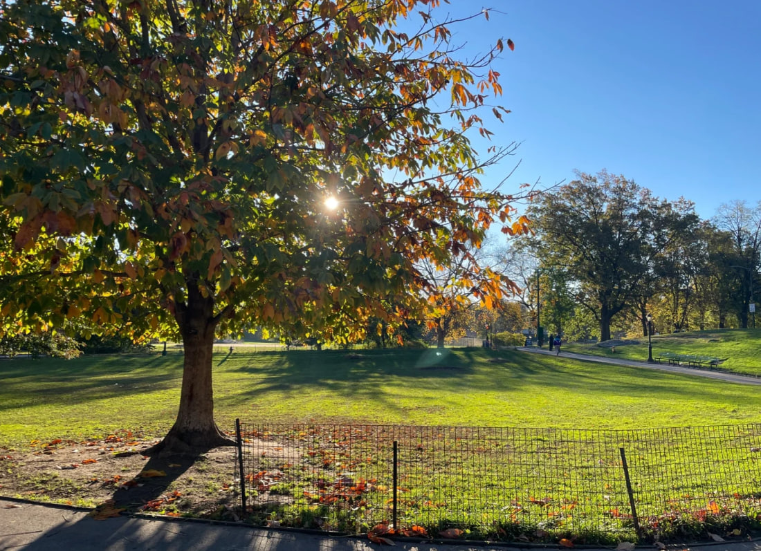 ExploreluckC's tweet image. Run in Central Park for a while