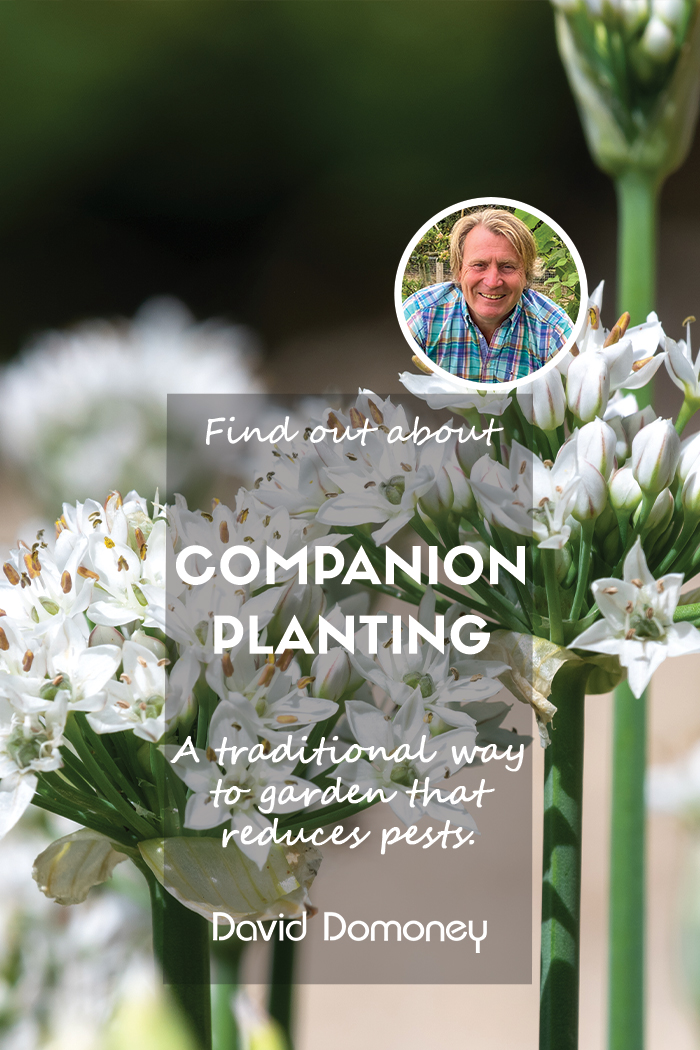 Embrace the wisdom of the ages with companion planting! Let Mother Nature do her magic without any chemical interference. Experience healthier, tastier crops the natural way. Discover more here: bit.ly/4cOHLal