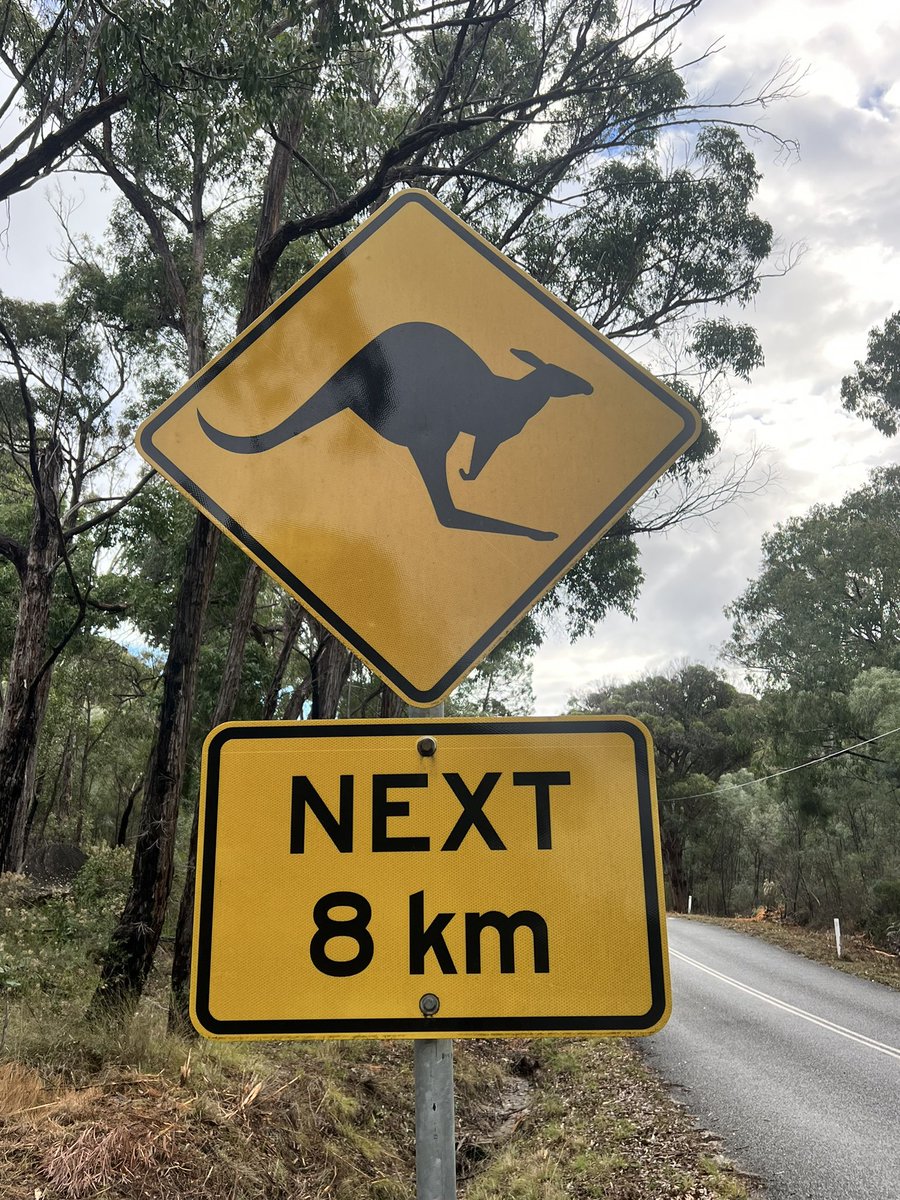 javieriru's tweet image. Menos mal q te avisan porque sino no me daba cuenta q andan por todos lados 🦘🦘🦘