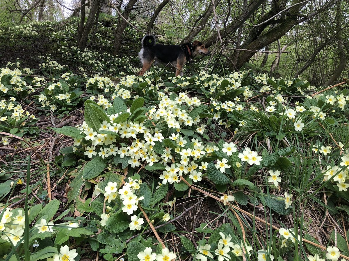 idedwards's tweet image. Happy primrose day #TheArchers #Midlothian #Wildflowers