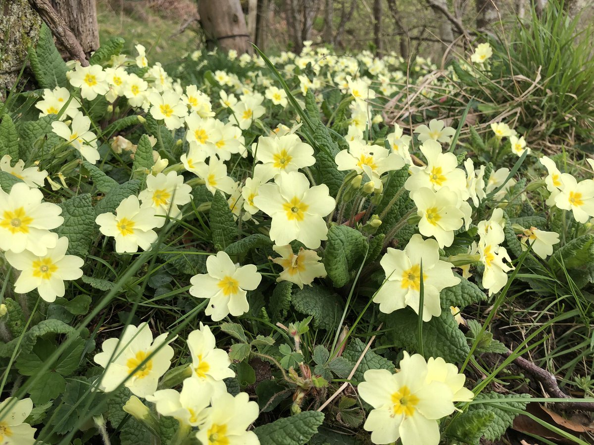 idedwards's tweet image. Happy primrose day #TheArchers #Midlothian #Wildflowers
