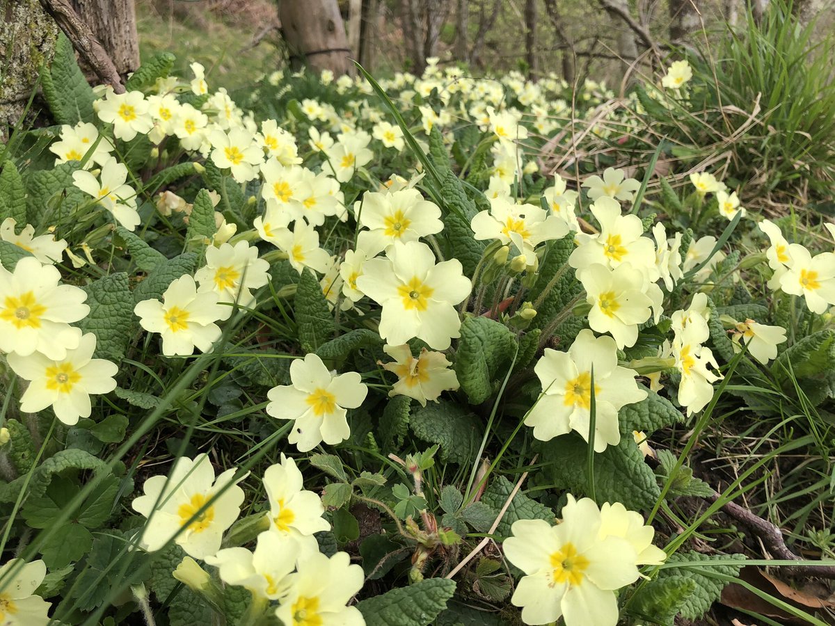 Happy primrose day #TheArchers #Midlothian #Wildflowers