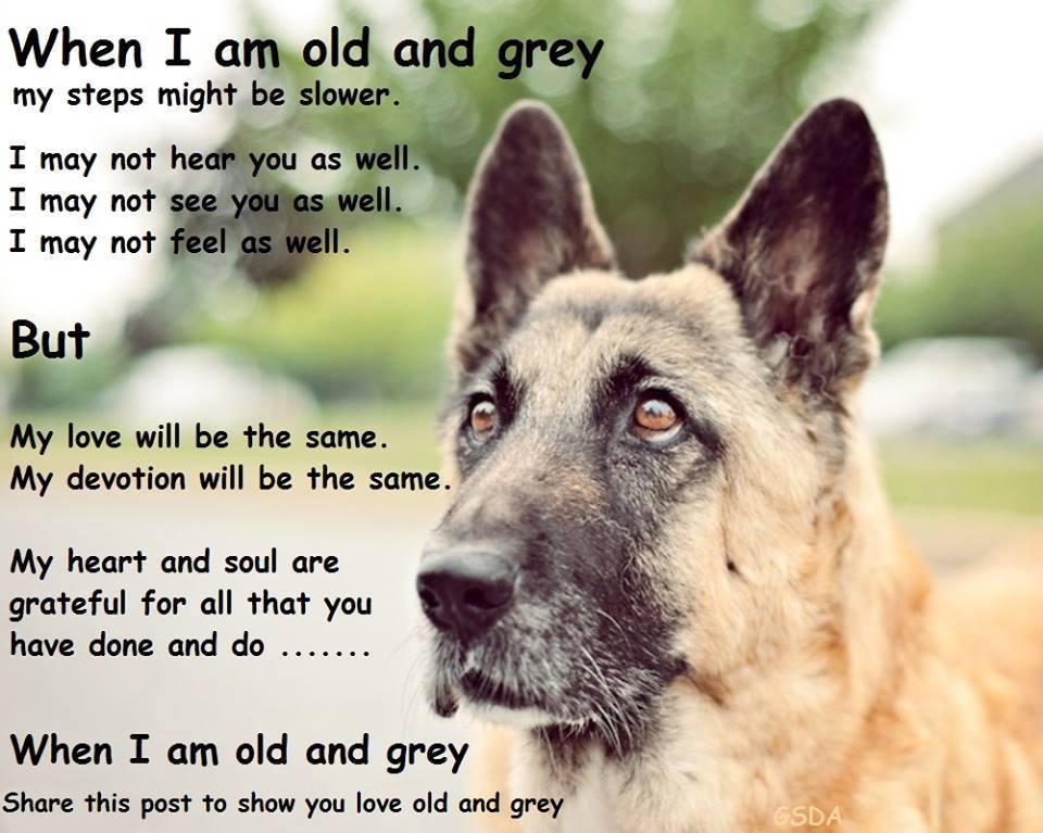 It's #SeniorSunday and we know it's rare a senior dog finds a home but we still give them their day to shine ❤️ #dogs #germanshepherd gsrelite.co.uk/adoption-dogs/…
