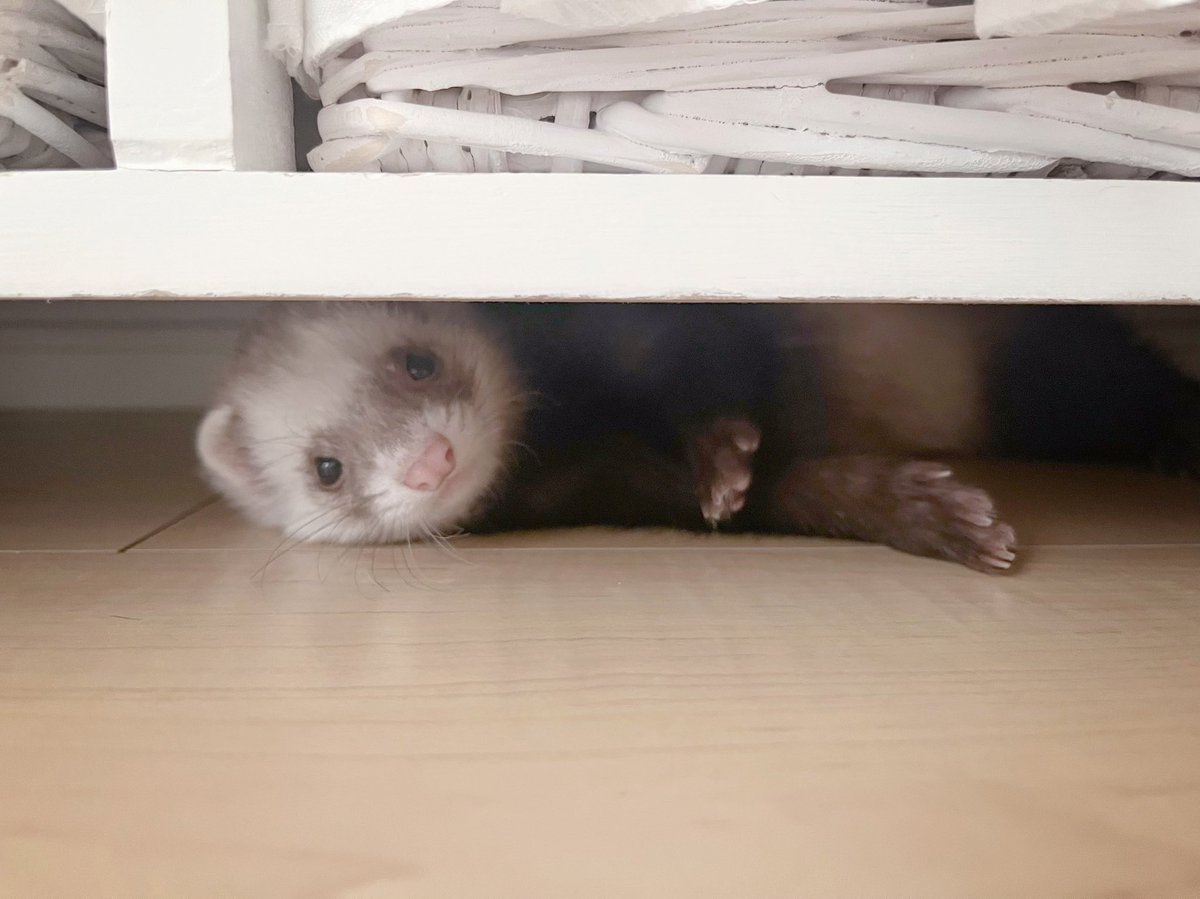 ❕❔
#フェレット #ferret