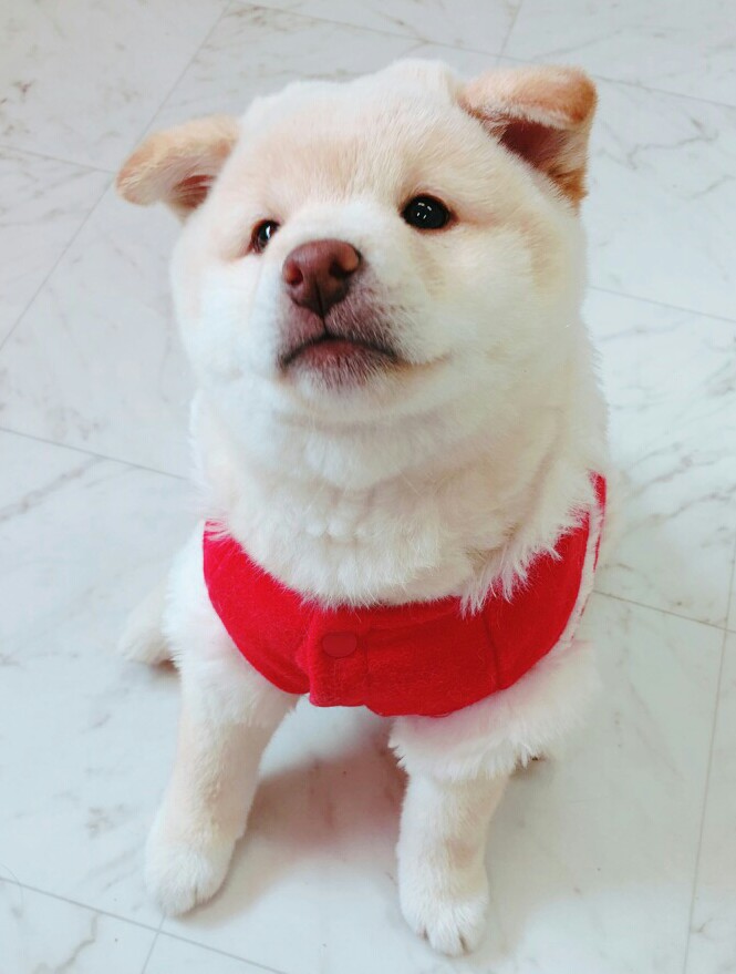 amoon's tweet photo. 10年前と今
#柴犬春のパピー祭り https://t.co/QKqEr1B9Gt