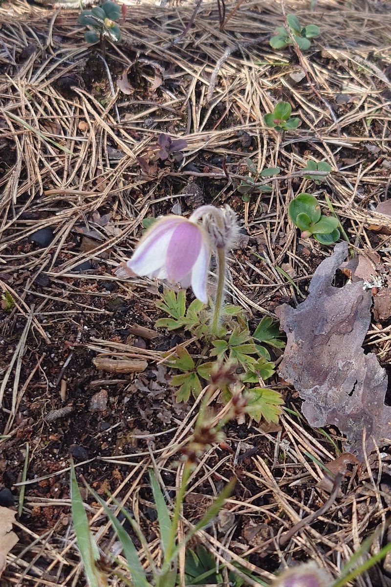 Får jag presentera Blekinges mosippor. Här är 3 av totalt 10 blommor i år. 
Pulsatilla vernalis . Finns bara här.
#biologiskmångfald