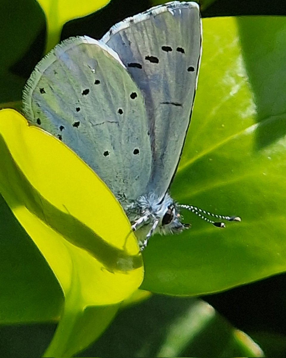 Furst Holly Blue of year captured on phone today whilst cutting the lawn. Looking forward to more on camera. Dublin Road Newry Co Down N.I🦋

#hollyblue #hollybluebutterfly #butterflies #macro #s22ultra