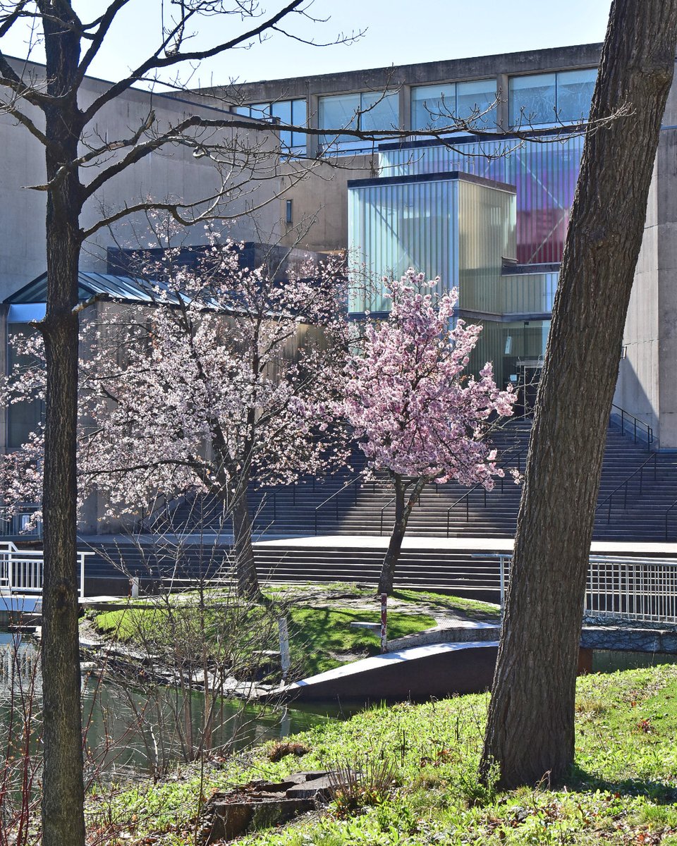 This is how we know that spring has come to UMass. #UMassBeautiful