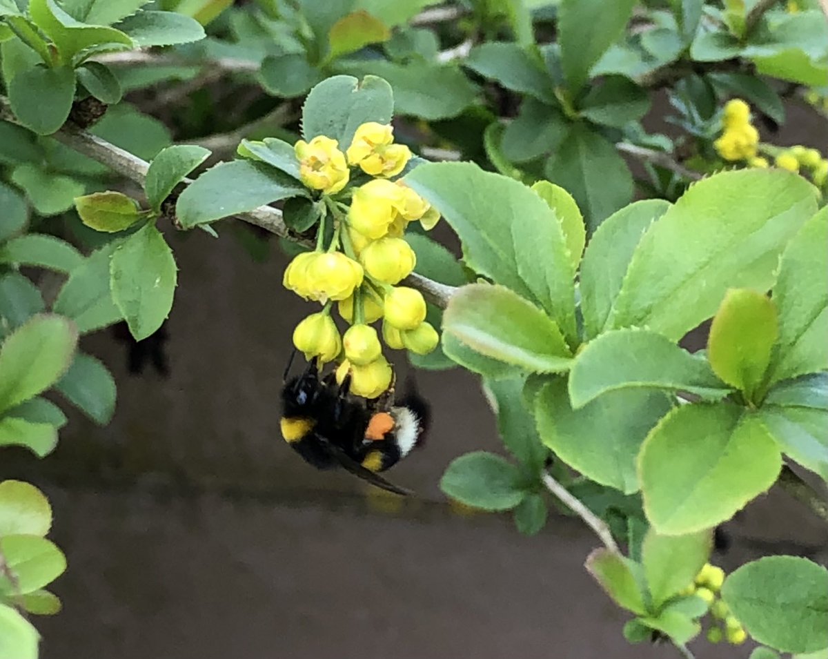Bumblebees busy collecting pollen from Berberis vulgaris