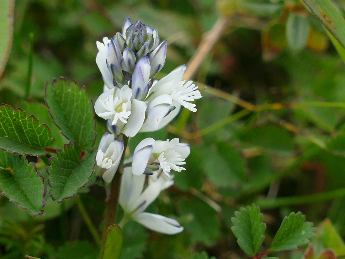 Chalk milkwort (polygala calcarea) in a range of colours, from a walk yesterday on Stockbridge Down (Hants). #wildflowerhour