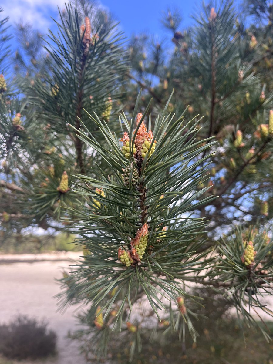 anjahendriks's tweet photo. Soesterduinen @weermanreinier @BuienRadarNL #soesterduinen @mooieluchten https://t.co/ITbAKO5ReL