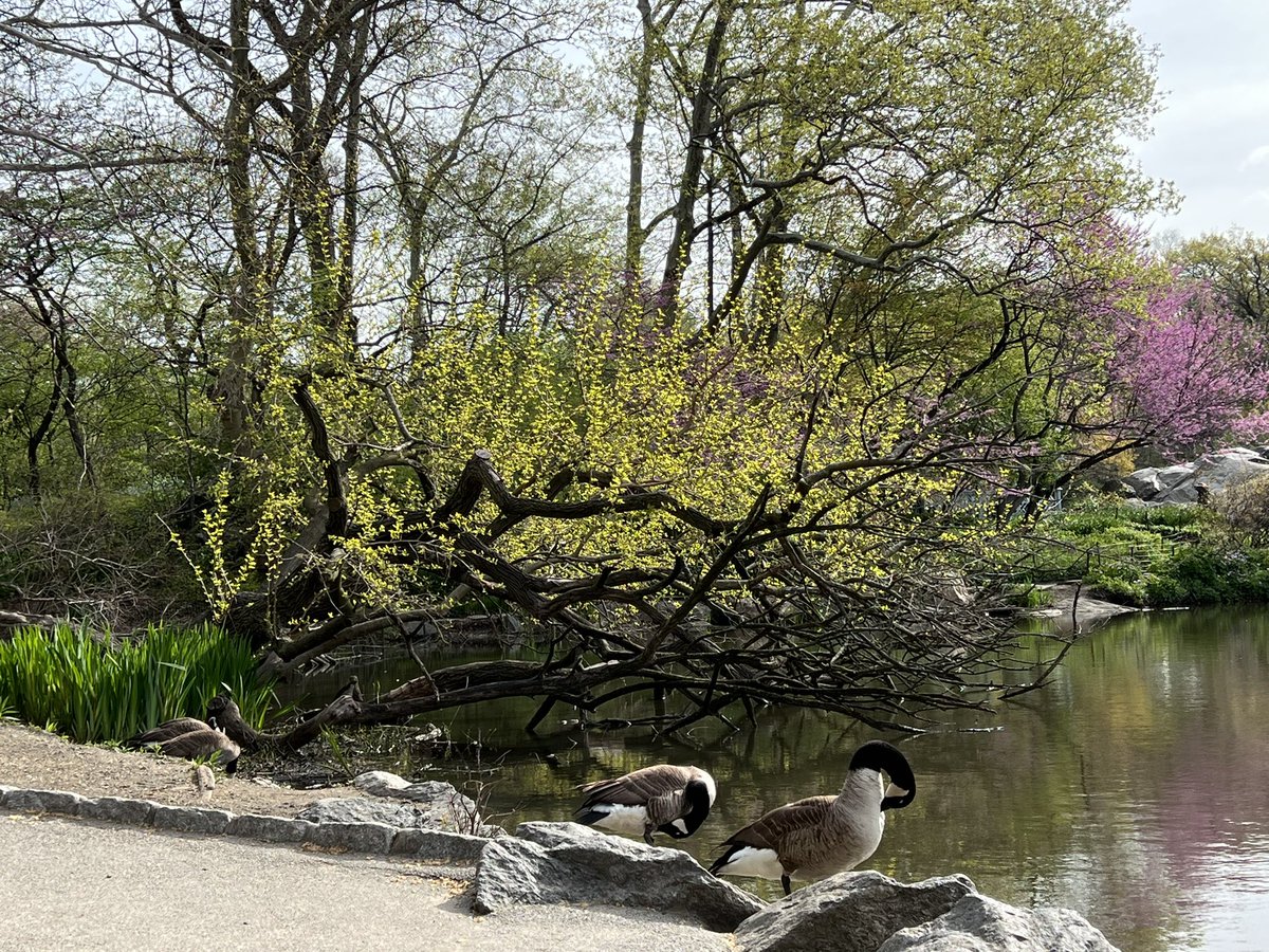 Pure #bliss @CentralParkNYC