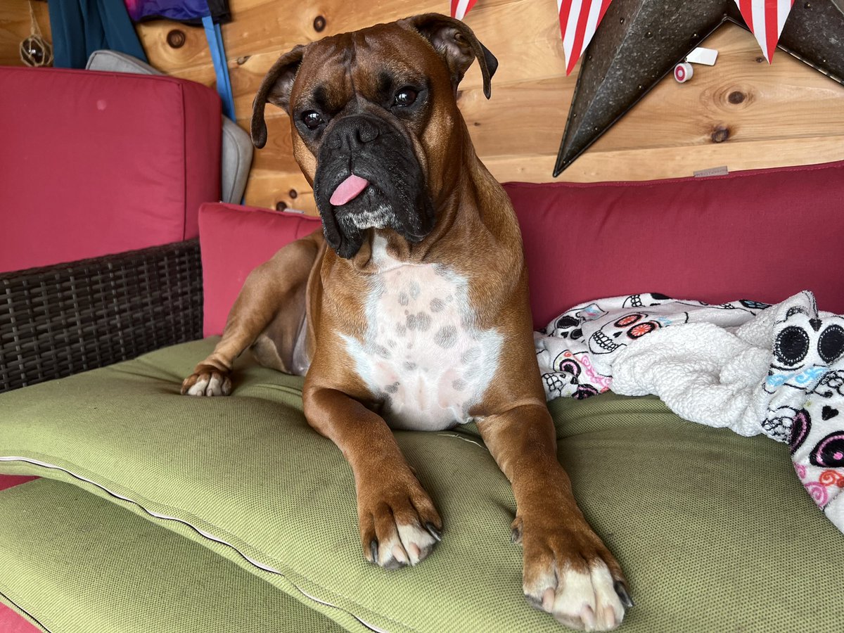 Zeus hanging out in the shed yesterday. 

#boxerpuppy #boxerdogs #boxerlife 
#boxerlovers #boxersrock #boxersoftwitter #boxerdogsoftwitter #dogsoftwitter #dogsofx