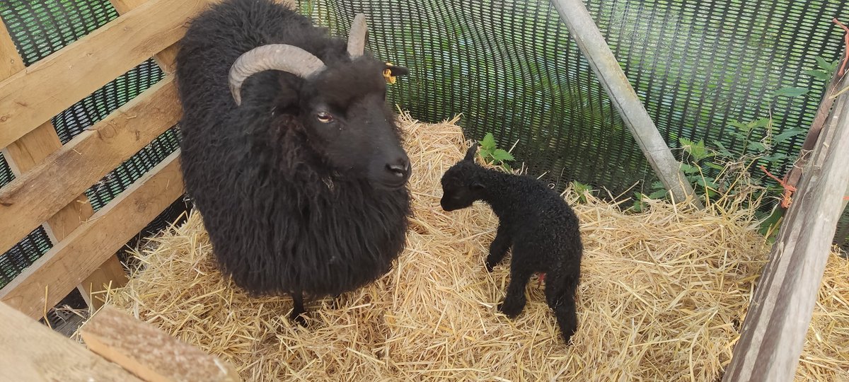 The first new addition to our flying flock of Hebridean Sheep was born today. She will help with habitat management at nature reserves in North Yorkshire.