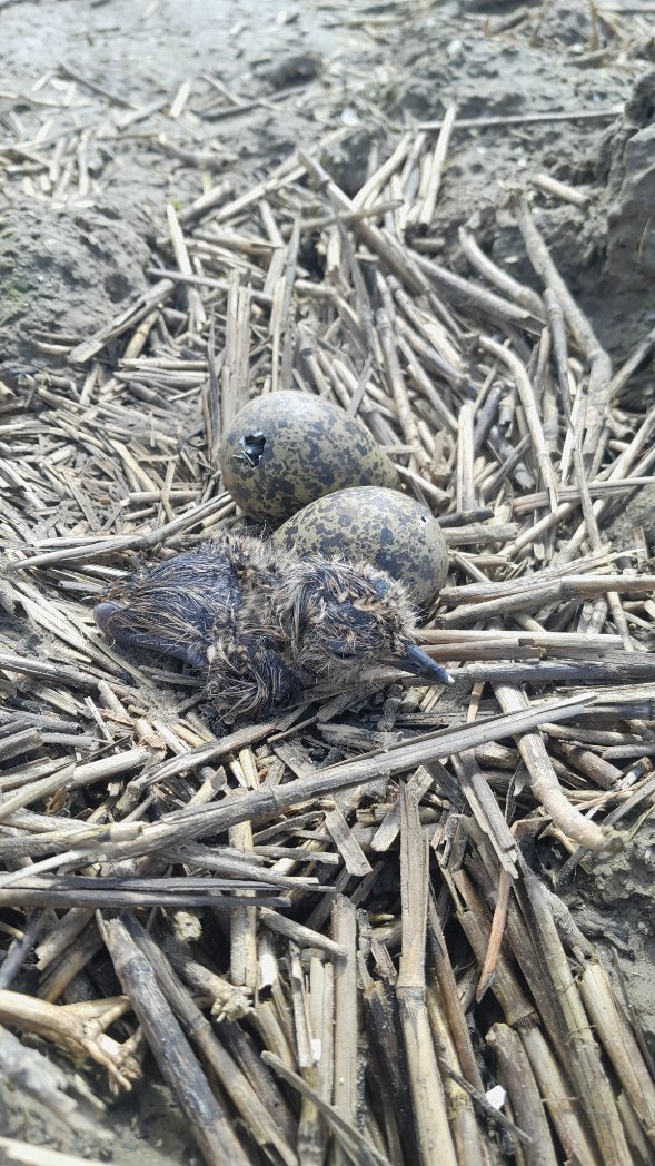 Veel nestjes van #kievit beschermd tijdens zaai en plant werk vorige week.
Maar de koude en natte periode nu gaat wel slachtoffers maken vrees ik
Gelukkig wel flink insecten te vinden in strooisellaag van de meerjarige ANLb akkerrand.
@vogelnieuws @BoerenNatuurNL @waarneming