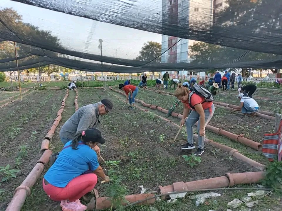 Desde el organopónico del 18 Plantas en #Bayamo en esta mañana de trabajo voluntario #UnidosXCuba