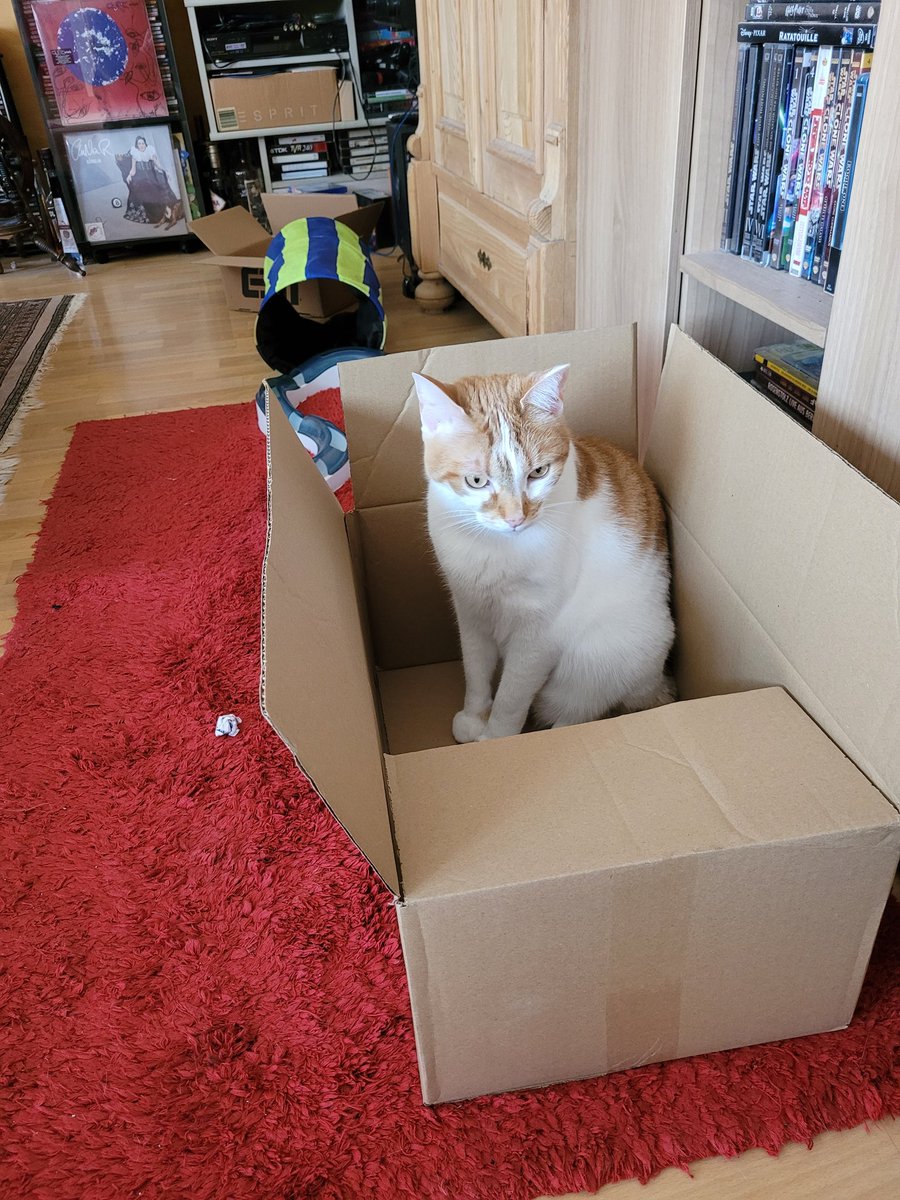 Happy #catboxsunday pals, hope you can enjoy it too ❤️😻🐾🐾❤️😽
#Findus 

#CatsOfTwitter #CatsAreFamily #cats #catsofinsta #CatsOfX #AdoptDontShop 🐈💕