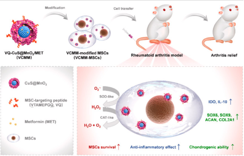 Our new study @Biomaterials_  showed #nano modified #STEM cells offer hope for improved rheumatoid arthritis treatment. By loading MSCs with CuS@MnO2 NPs & metformin, researchers saw reduced #inflammation  & cartilage erosion in rat. 
sciencedirect.com/science/articl…
#RA 
#StemCellTherapy