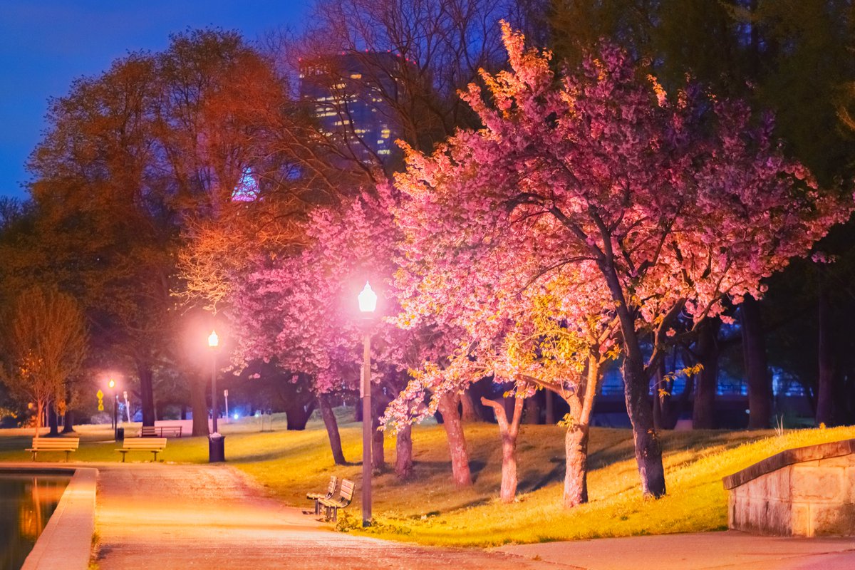 All that rain from last week has really made spring pop around #Pittsburgh, and West park around Lake Elizabeth looked incredible this morning. I've always loved this line of cherry blossoms with the benches below, with the city just visible through the not-quite-full trees.