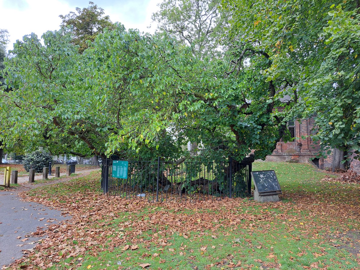 Wonders of the Capital Ring 1: 400-year-old Black Mulberry tree, Charlton House. #capitalring