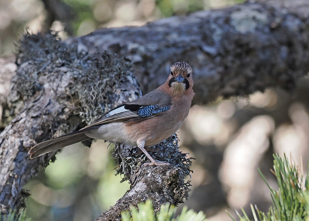 Gary Howard tweet media