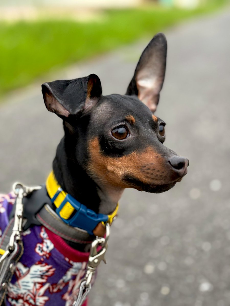 珍しくギャルがこちらを向いているときの顔が撮れました。美少女。 #dogs #miniaturepinscher