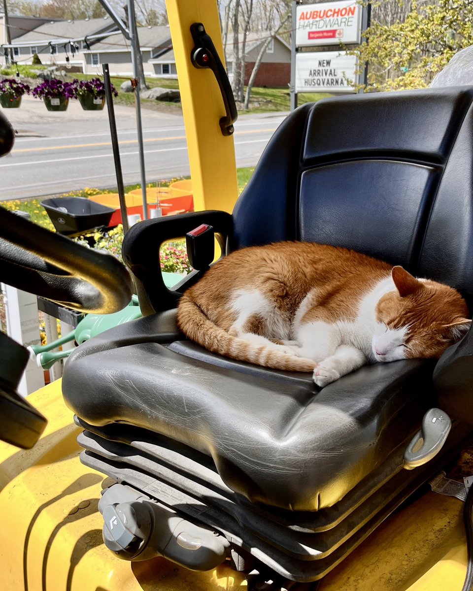 AubuchonHrdware's tweet photo. Our beloved Randy has passed away. He always put smiles on our customers’ faces, and was everyone’s best buddy. He made us laugh and loved pets &amp; treats. We love you Randy! 🧡 #StoreCatSunday https://t.co/Sipi1MZAYL