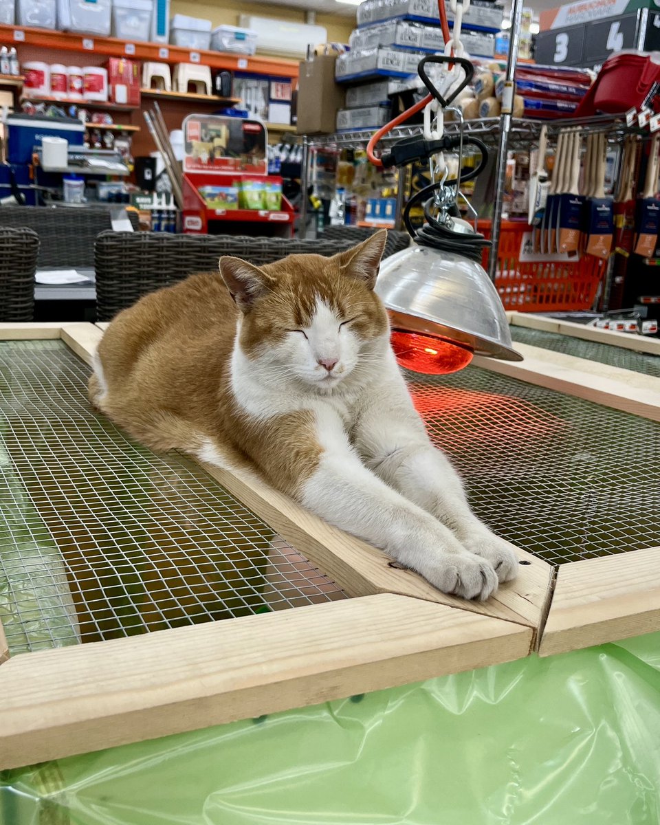 AubuchonHrdware's tweet photo. Our beloved Randy has passed away. He always put smiles on our customers’ faces, and was everyone’s best buddy. He made us laugh and loved pets &amp; treats. We love you Randy! 🧡 #StoreCatSunday https://t.co/Sipi1MZAYL