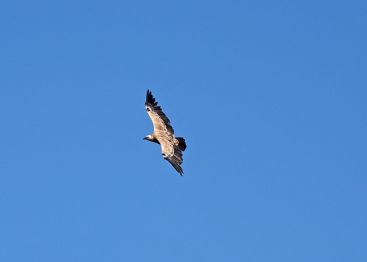 Gary Howard tweet media