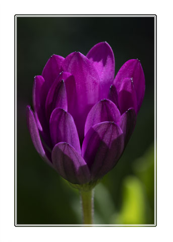 The #petals and #leaves on this #cape #marguerite as its about to open A #macro #photograph of this #flower was shot in a #garden using a @SigmaImagingUK #lens during the #summer #flowerphotography #macrohour #ThePhotoHour #gardenphotography see more at darrensmith.org.uk