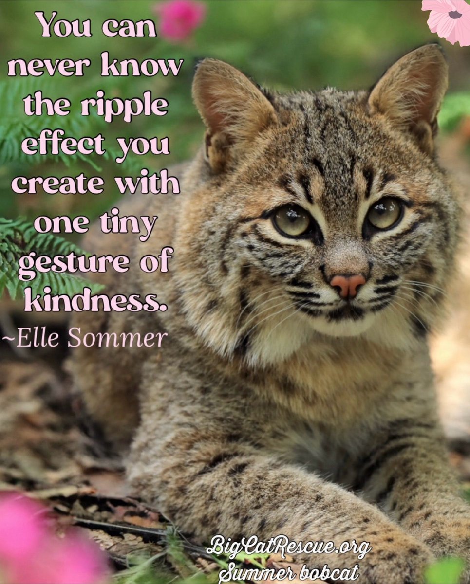 “You can never know the ripple effect you create with one tiny gesture of kindness.” ~Elle Sommer 🌸 #SummerBobcat #BigCatRescue #BigCats #Summer #Bobcat #Sunday #Kindness #Ripple #Quote #Quotes #Inspiration #Inspire #CaroleBaskin