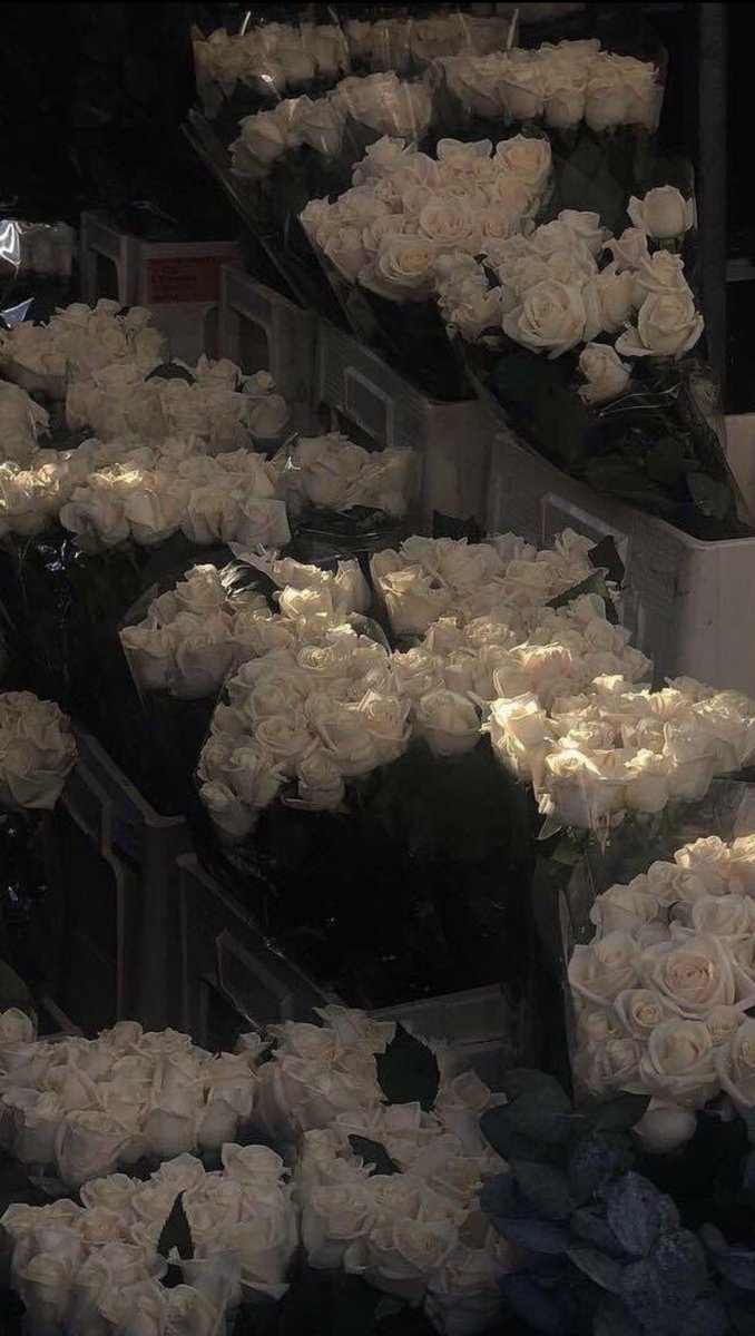 White Roses 🤍