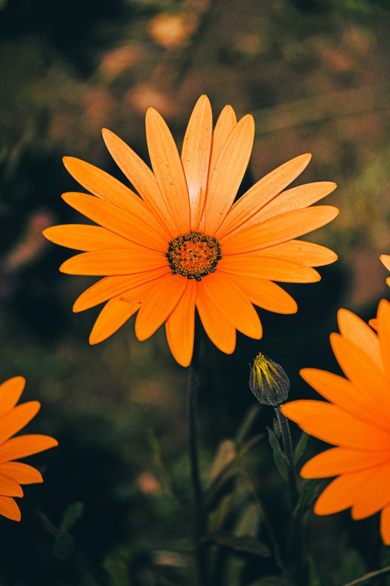 「loneliness」

 #nikon 
 #nikonz50 
 #nikonphoto 
 #yourshotphotographer 
 #my_eos_photo 
 #photogram 
 #photoshoot 
 #flowers 
 #flowerphoto 
 #flowerphotography 
 #lightroom
 #lightroomphotography