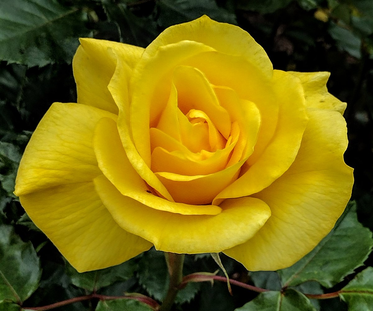 #FlowerReport #sundayvibes #SundayYellow #Roses: From Gilroy, California, Friday.