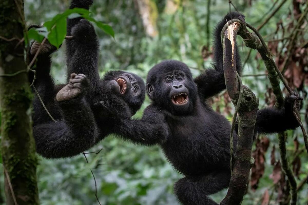 New research from UCLA reveals that humans aren't alone in teasing each other - our closest relatives, the great apes, also engage in playful teasing behavior! #AnimalBehavior #HumorInNature