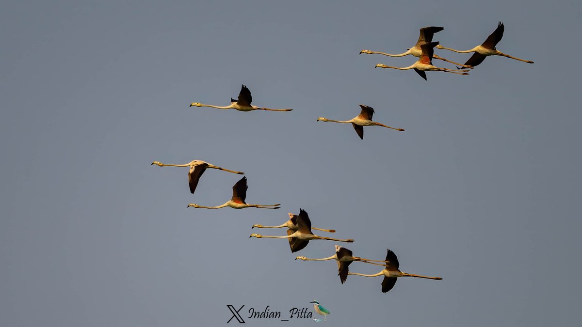 Highlight something Blue for Monday Morning Blues. I start with Greater Flamingoes in flight with blue background !!