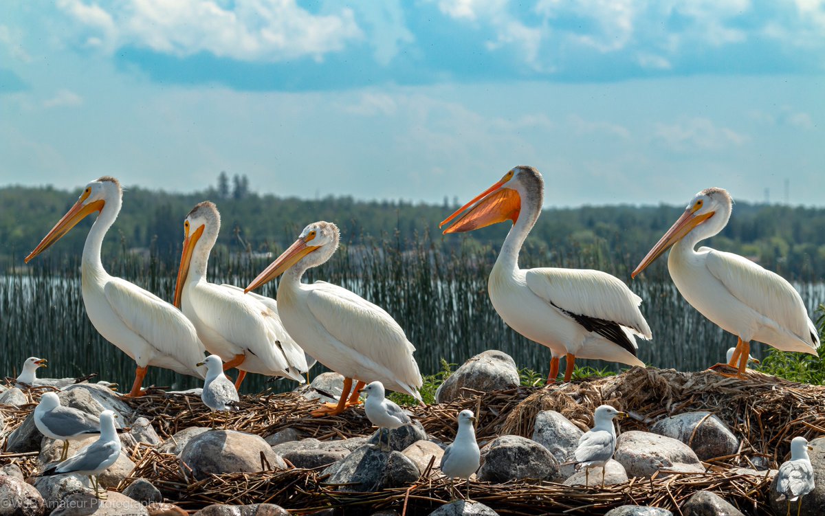 P is for Pelicans… #AlphabetChallenge #WeekP