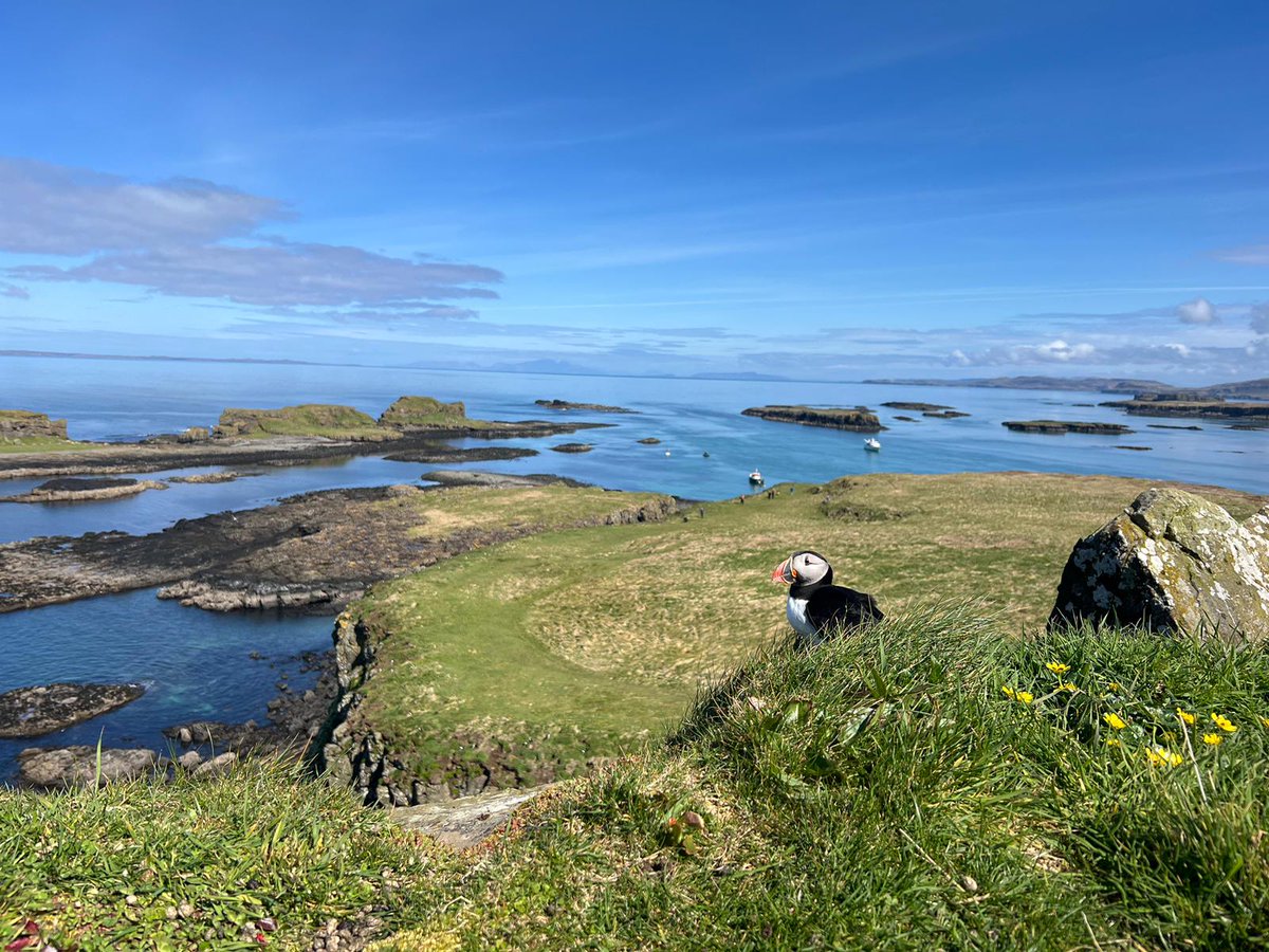 Another highlight of ydy was Lunga's seabird colony - we're back here on our 2nd #cruise and we've just a few places left. Why not join us and experience not only the Treshnish but the Shiants and Kilda? northernlight-uk.com/our-cruises/20… Thanks to guide Jess for photos