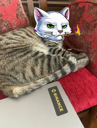 CandleOnSol's tweet photo. @binance @binance loves $Candle, the cat! https://t.co/dqCGYL8YwT