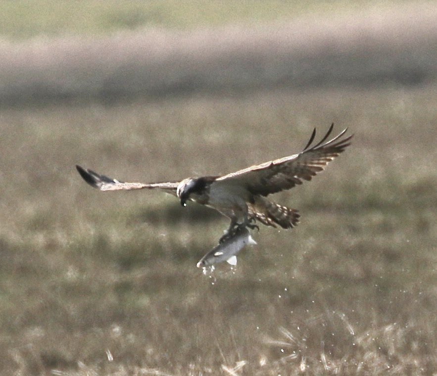 @harbourbirds @DorsetBirdClub @harbourospreys unexpected surprise this morning unringed Osprey fished in front of lookout also 3 red kites , 4 buzzards lots of swallows .visit only spoilt by someone deciding to side swipe my car and drive off luckily no real damage .