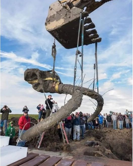 A woolly mammoth skull found in a farmer’s field in Lima Township, Michigan.