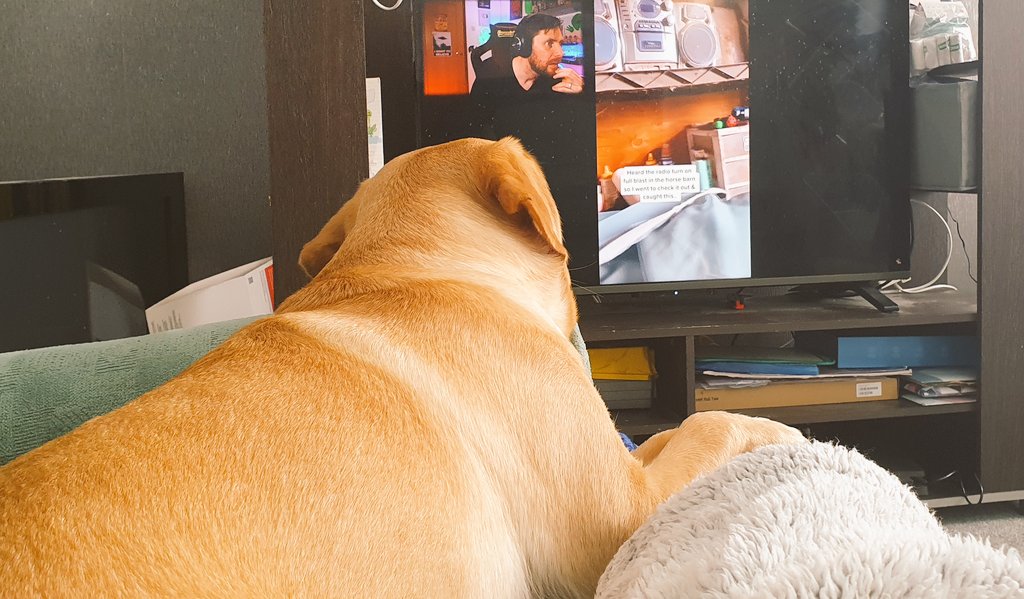 BrightCoey98's tweet photo. @Caspersight Winnie loves watching with me 😄 https://t.co/6tOVCEN3Pl