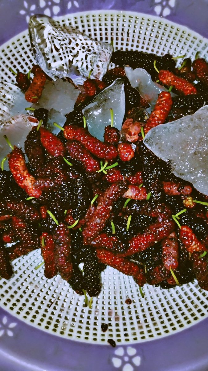 Shatoot season ✅