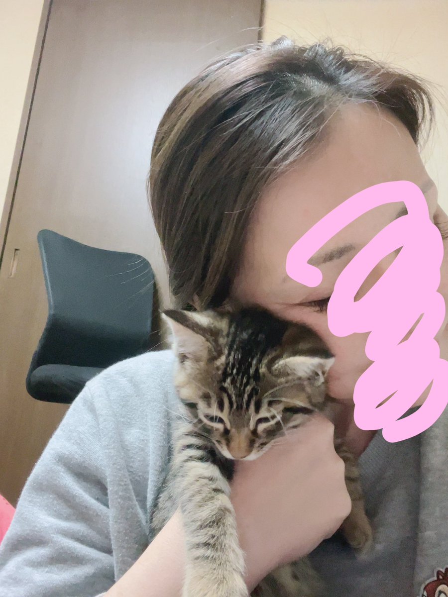 猫がいる生活に慣れていないので、とにかく仕事に集中できない。
ほにさん、そろそろ寝てくれないかな…
家族は頼りにならないから、猫好きな同居人が欲しい。