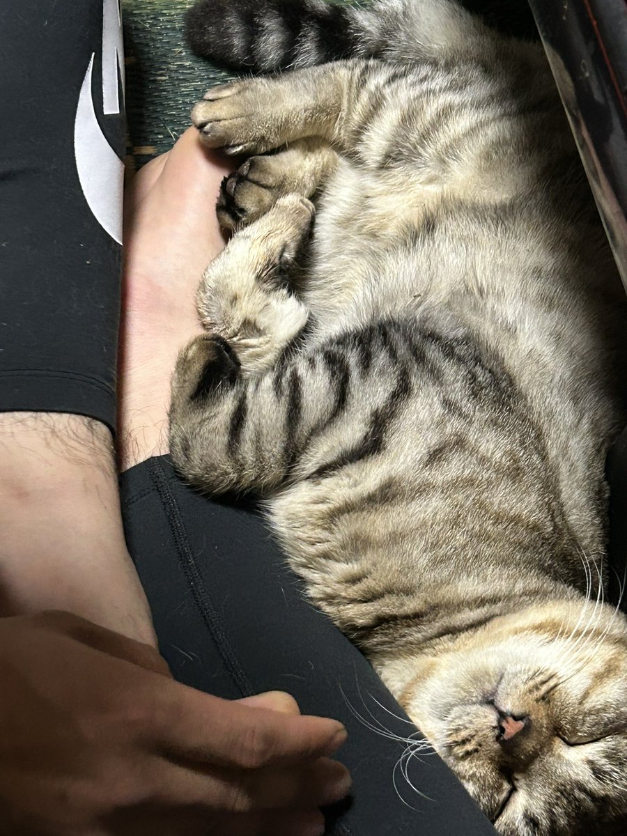 毎日探しても手掛かりすらありません。
鳴き声もないし…。見かけもしないし…。
ご飯玄関に置いてるけど食べてる？
野良猫さんが食べてるぽいけど…。
じじの好きなチュール沢山あるから
お願いだから早く帰ってきて😭😭
ちゃちゃも寂しがってるよ、、、