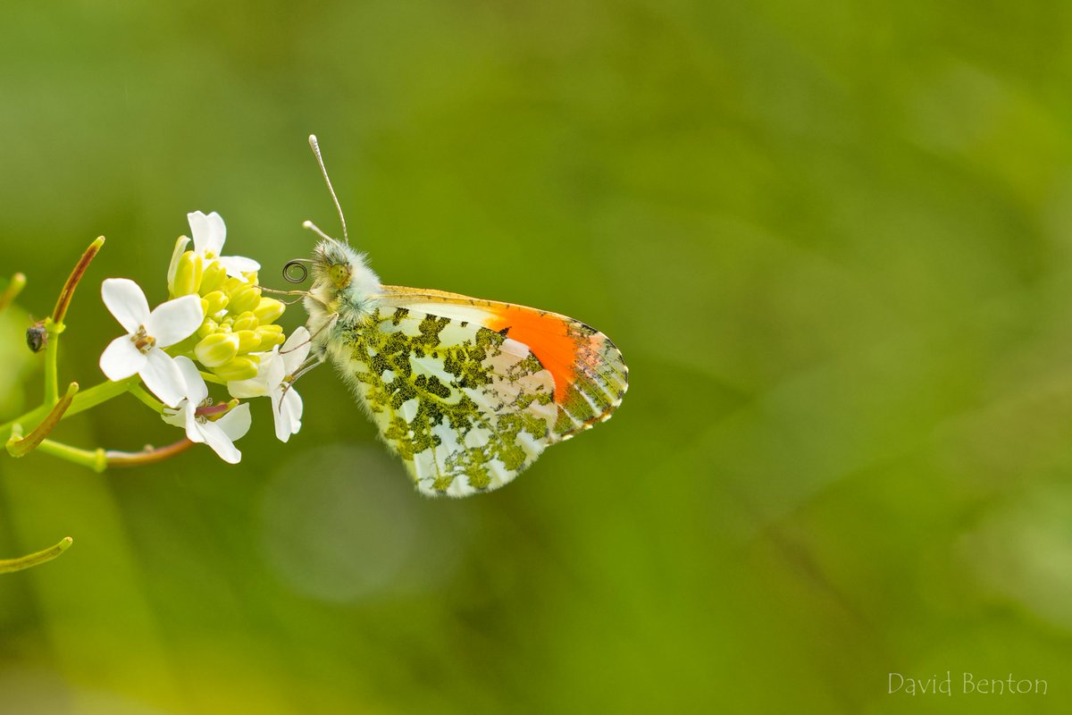 Male Orange Tip. I finally manged to get close enough to one to test out my RF100 lens, and my God it doesn't disappoint. This is about a 50% crop. Taken at Kemerton NR. @BC_WestMids @BC_Glos @savebutterflies