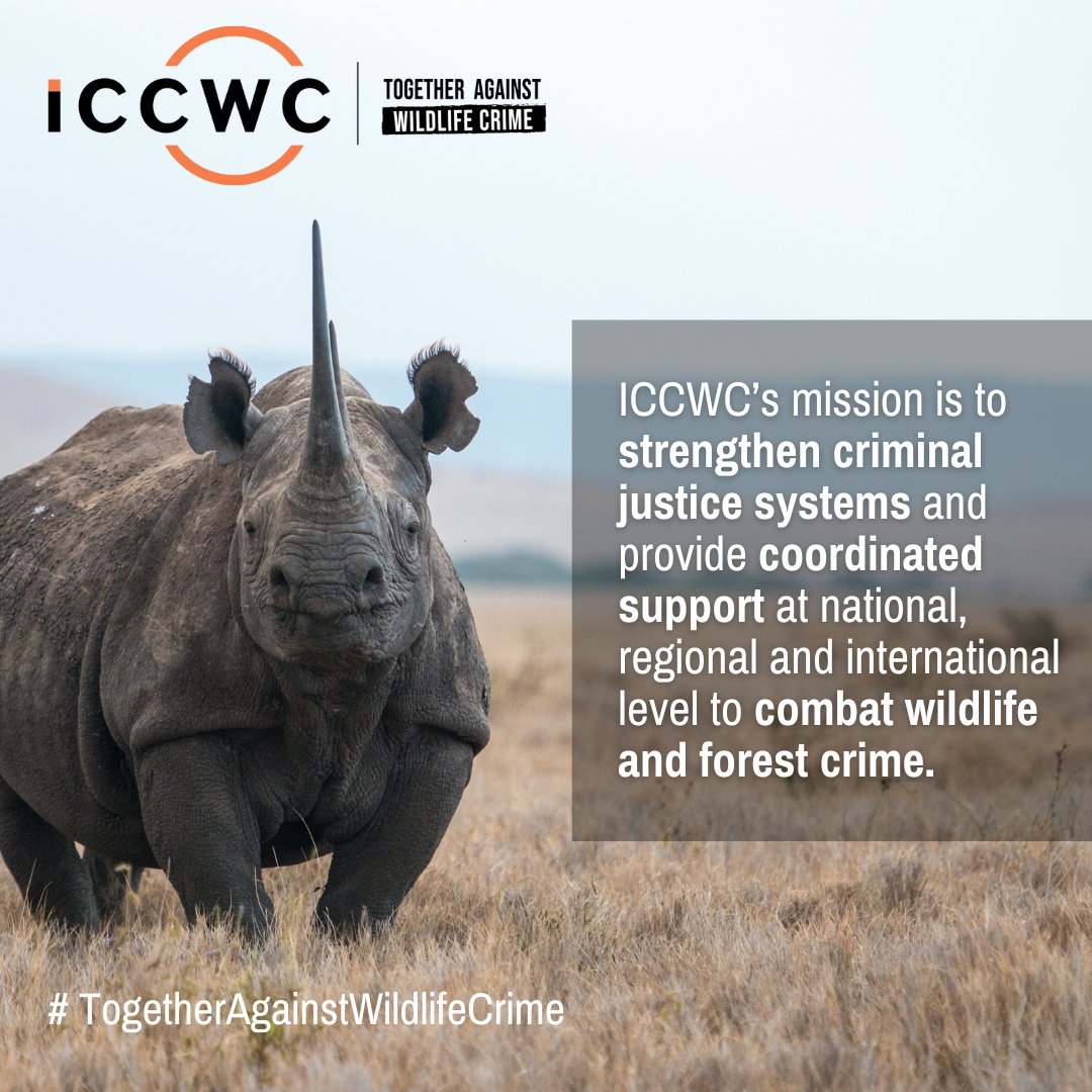 Find out more about the #ICCWC mission, vision & actions being taken to combat wildlife and forest crime. ➡️ iccwc-wildlifecrime.org #TogetherAgainstWildlifeCrime